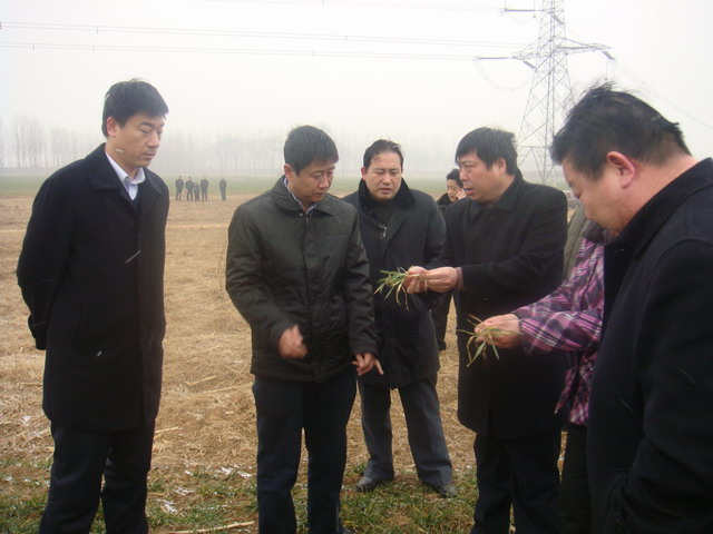 县长古松检查抗旱浇麦工作图文